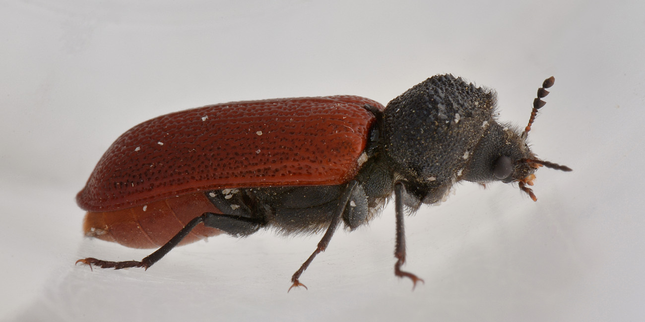 Bostrichidae: Bostrichus capucinus? S.